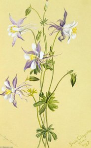 Blue Columbine (aquilegia Caerulea) — Mary Vaux Walcott