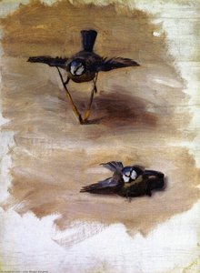 Estudios de un pájaro muerto