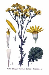 Untitled (aqtddx) — Amédée Masclef