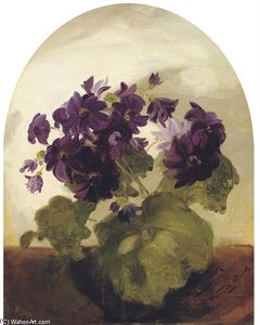 Cineraria — James Stuart Park