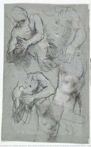 Three Studies Of Male Bust And Two Of A Knee (for “martyrdom Of Saint Vitalis”, Milano, Pinacoteca Di Brera) — Federico Fiori Barocci, Renaissance Preparatory