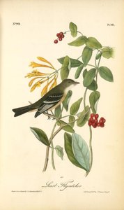 Least Flycatcher. Male — John James Audubon, Natural History Illustration