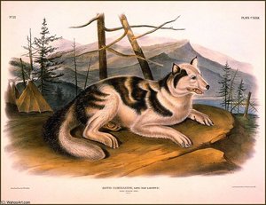 Hare - Indian Dog — John James Audubon