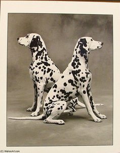 Twodalmations — Jesús Helguera