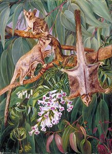 Foliage Of A Gum Tree And Flowers Of Tecoma With Flying Opossums — Marianne North