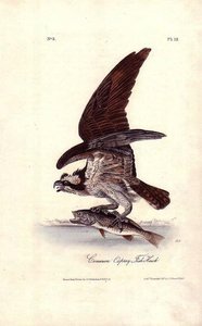 Fish Hawk Or Osprey — John James Audubon