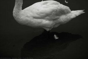 From The Series — Gordana Manić
