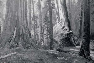 Redwood Forest Fallen Monarch , (painting) — Von Luerzer