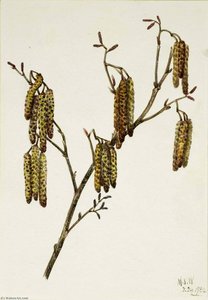 Hazel Alder (alnus Regosa) — Mary Vaux Walcott