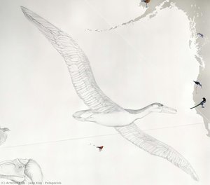 Pelagornis — Jane Kim