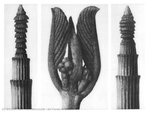 Art Forms In Nature 8 — Karl Blossfeldt