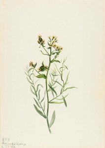 Atemporal De Sapo (comandra Pálida) — Mary Vaux Walcott