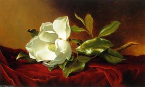 A Magnolia On Red Velvet Atc — Martin Johnson Heade