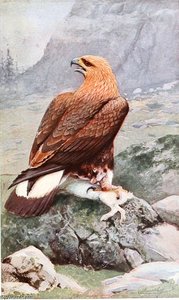 Golden Eagle — Friedrich Wilhelm Kuhnert