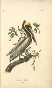 Brown Pelican. Adult Male — John James Audubon