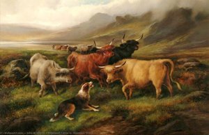 Highland Cattle In Mountain Scene — John Morris
