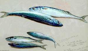 Study Of Five Mackerel For 'the Mackerel Nets' — William Shackleton