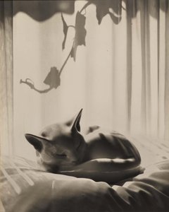Sun Bath — Grace M Ballentine
