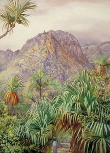 Screw Pines On The Hills Of Mahé, Seychelles — Marianne North