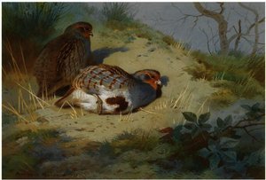 A Pair Of Partridges On A Sandy Bank — Archibald Thorburn