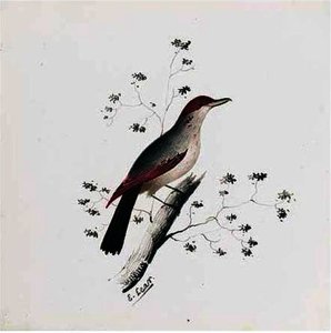 Studie Of A Bird — Edward Lear