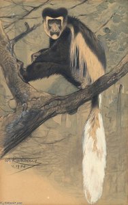 Kilimandjaro-seidenaffe — Friedrich Wilhelm Kuhnert
