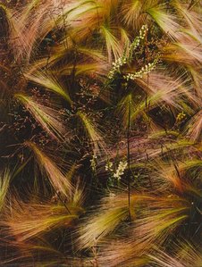 Foxtail Grass, Lake City, Colorado, August 15, 1957 — Eliot Porter, Color Field Painting