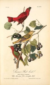 Summer Red-bird. 1. Male. 2. Female. 3. Young Male. (wild Muscadine. Vitis Rotundifolia, Mich.) — John James Audubon