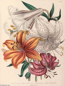 The Ladies' Flower Garden - (13)