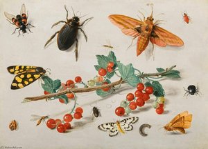 Insects — Jan Van Kessel The Elder