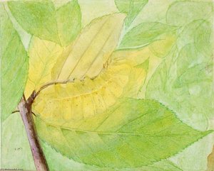 Lunar Caterpillar, Study For Book Concealing Coloration In The Animal Kingdom — Abbott Handerson Thayer