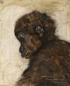 Baby Gorilla