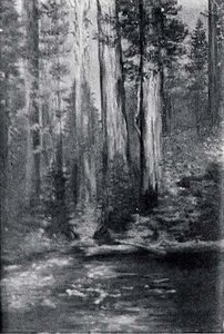 Little Redwood, (painting)