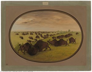 Bulls Fighting — George Catlin
