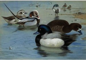 A Pair Of Long-tailed Ducks And A Pair Of Scaup — Archibald Thorburn