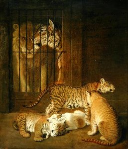 Group Of Whelps Bred Between A Lion And A Tigress,