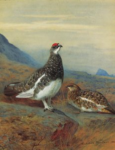 Ptarmigan In Summer Plumage — Archibald Thorburn