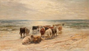 Highland Cattle — Joseph Denovan Adam