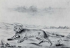 Bobcat, Missouri River, (painting)