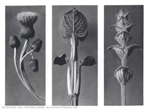 Art Forms In Nature 101 — Karl Blossfeldt