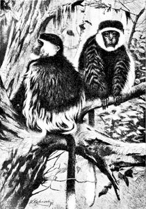 Guereza Monkeys
