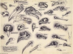 Some Skulls And Some Bills — Bruce Moore