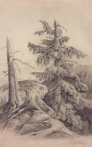 Spruce — Aleksey Savrasov