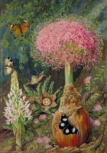 Buphane Toxicara And Other Flowers Of Grahamstown — Marianne North