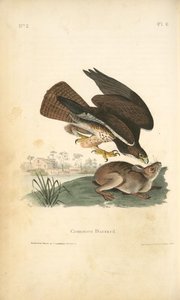 Common Buzzard — John James Audubon