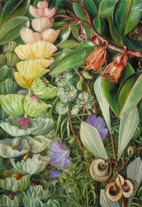 Westaustralianische Strauchvegetation — Marianne North, Akademischer Realismus