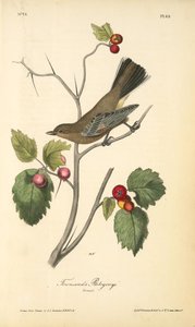 Townsend's Ptilogonys. Female — John James Audubon