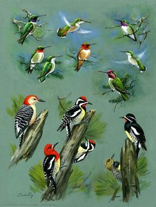Bird Plate 46 — John A. Crosby