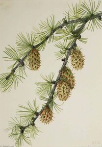 Western Larch (larix Occidentalis) — Mary Vaux Walcott