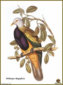 Ptilope Magnifique — John Gould